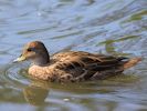 South Georgian Pintail (WWT Slimbridge September 2013) - pic by Nigel Key